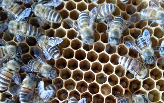 蜂群失王多久會出新王? 蜂群失王