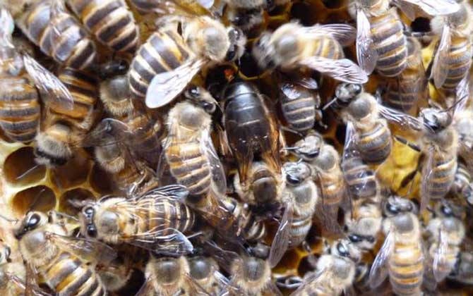 殺死蜂王蜜蜂會怎么樣? 蜂王