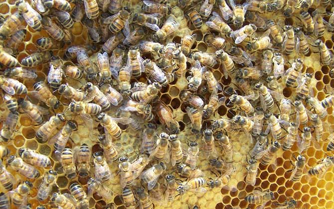 殺死蜂王蜜蜂會怎么樣? 蜂王