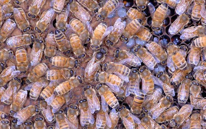 蜂王、工蜂、雄蜂的區別 蜂王