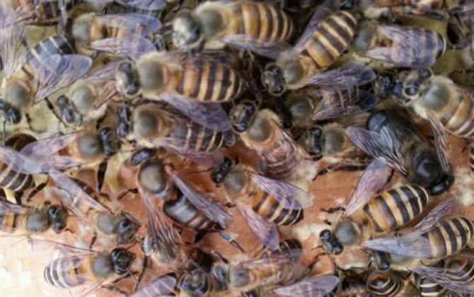 蜂王、工蜂、雄蜂的區別 工蜂