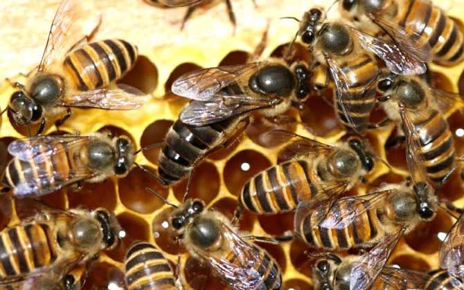 蜂王在王籠中最長能囚多久? 蜂王