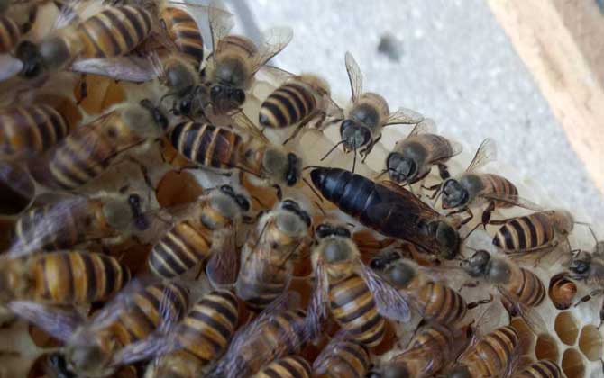 最新蜂王價格多少錢一只? 蜂王