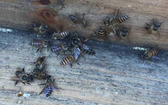 最新蜂王價格多少錢一只? 蜂王