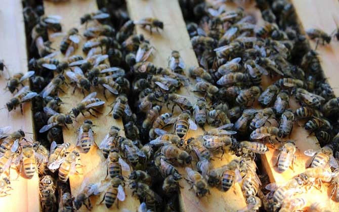 冬天蜂王為什么停止產(chǎn)卵? 蜂王