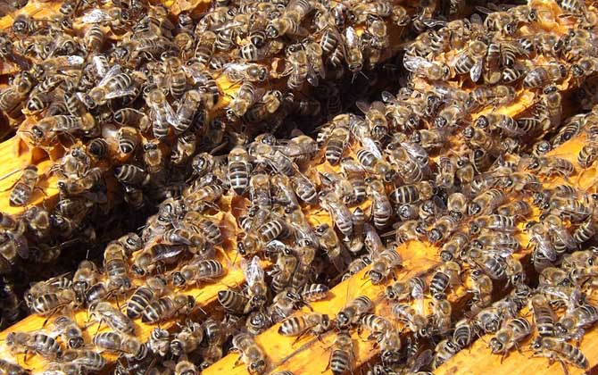 冬天蜂王為什么停止產(chǎn)卵? 蜂王