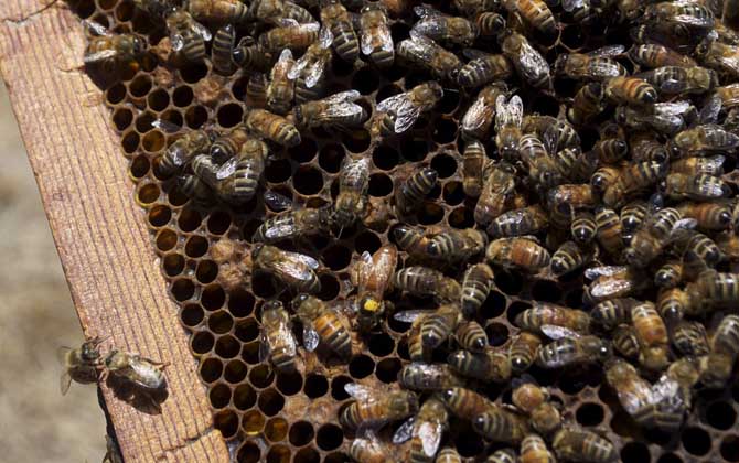 冬天蜂王為什么停止產(chǎn)卵? 蜂王