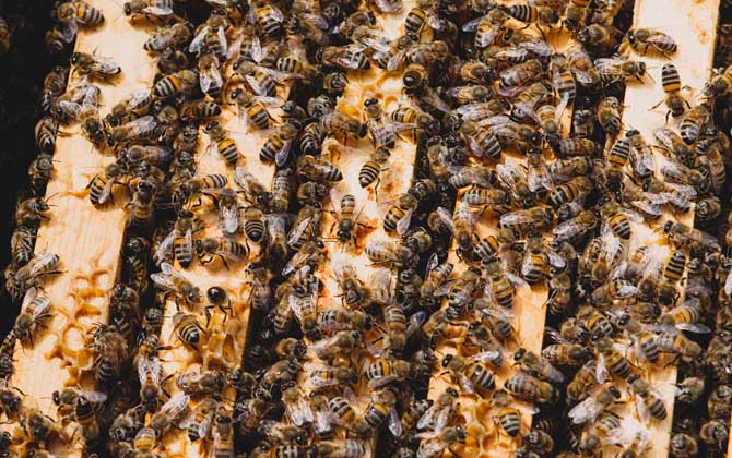 冬天蜂王為什么停止產(chǎn)卵? 蜂王