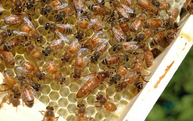 蜂王產卵少是什么原因? 蜂王