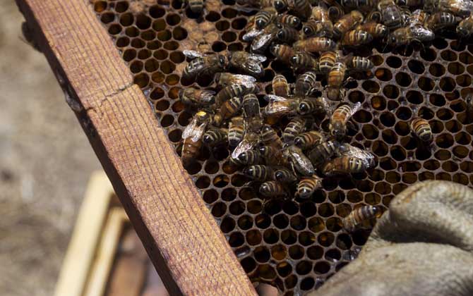 蜂王產卵少是什么原因? 蜂王