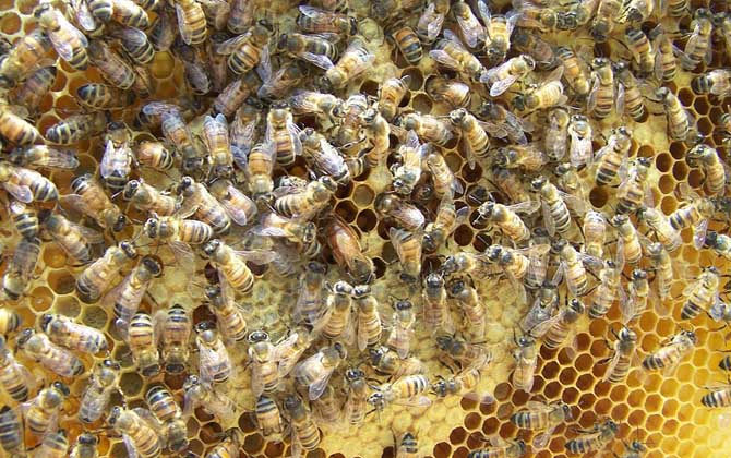 蜂王產卵少是什么原因? 蜂王