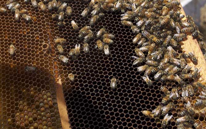 蜂王產卵少是什么原因? 蜂王