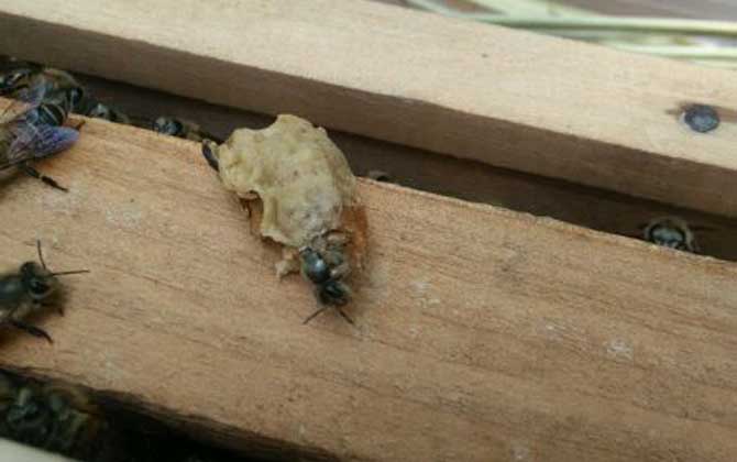 工蜂產(chǎn)的王臺是蜂王嗎? 王臺