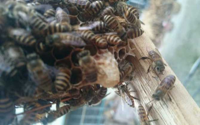 工蜂產(chǎn)的王臺是蜂王嗎? 王臺