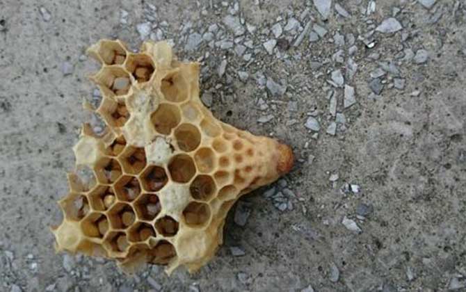 工蜂產(chǎn)的王臺是蜂王嗎? 王臺