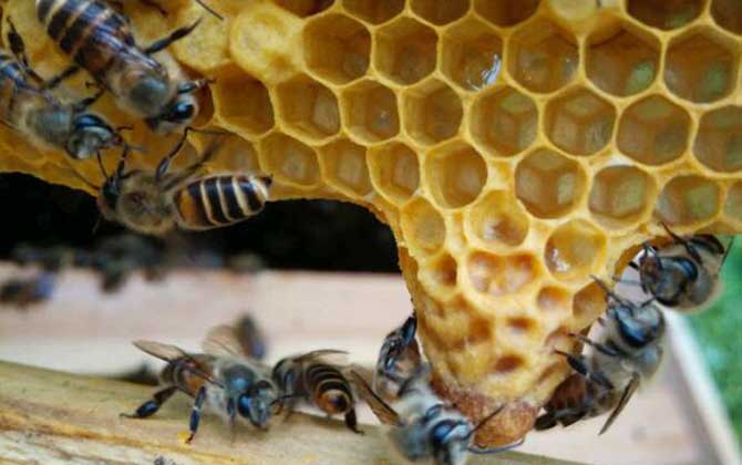 蜂王(蜂后)靠什么控制蜂群? 蜂王
