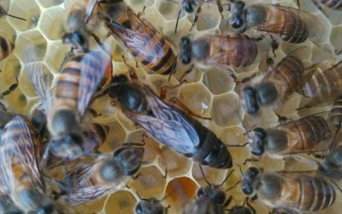 蜂王和蜂后有什么區別? 蜂王