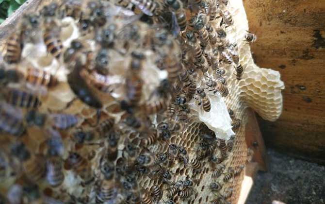 怎么從蜂群中找到蜂王? 怎么找到蜂王