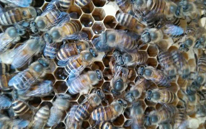 怎么從蜂群中找到蜂王? 怎么找到蜂王