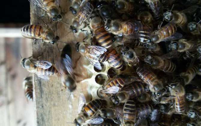 新蜂王怎樣放進(jìn)蜂群中? 蜂王