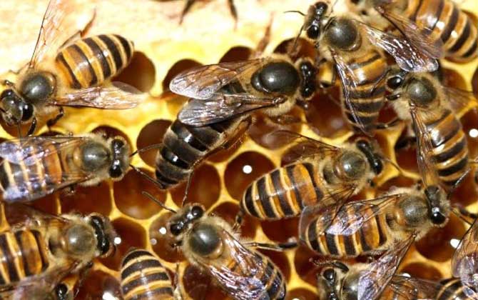 蜂王怎樣剪翅膀影響最小? 蜂王