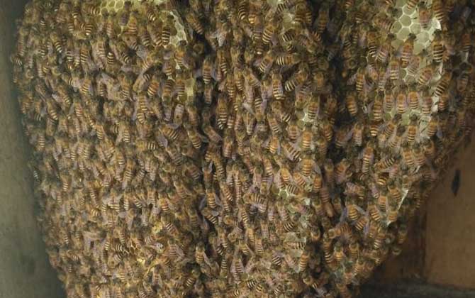 蜂箱里抹什么不生巢蟲(chóng)? 蜂箱