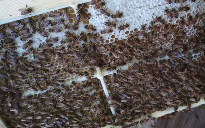 蜂箱里抹什么不生巢蟲(chóng)? 蜂箱