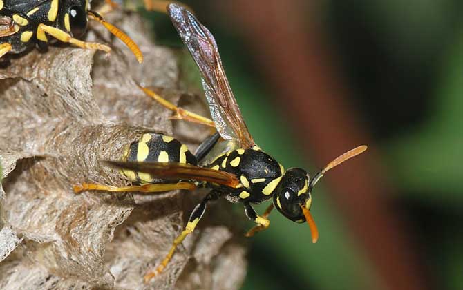 胡蜂、馬蜂、黃蜂、蜜蜂的區別 胡蜂