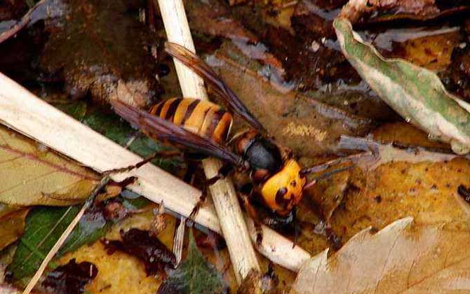 日本大黃蜂的毒性強嗎? 日本大黃蜂