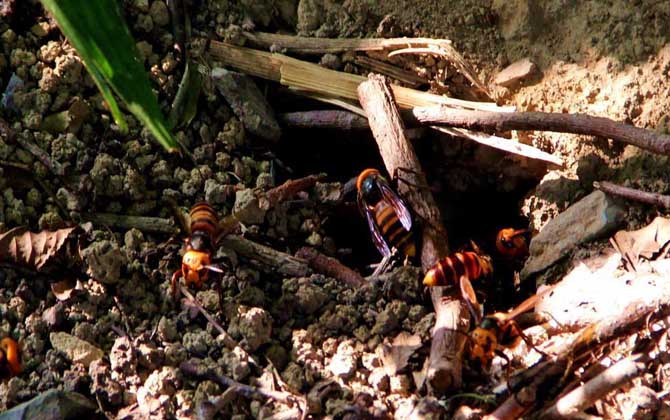 地雷蜂真的能蟄死人嗎? 地雷蜂