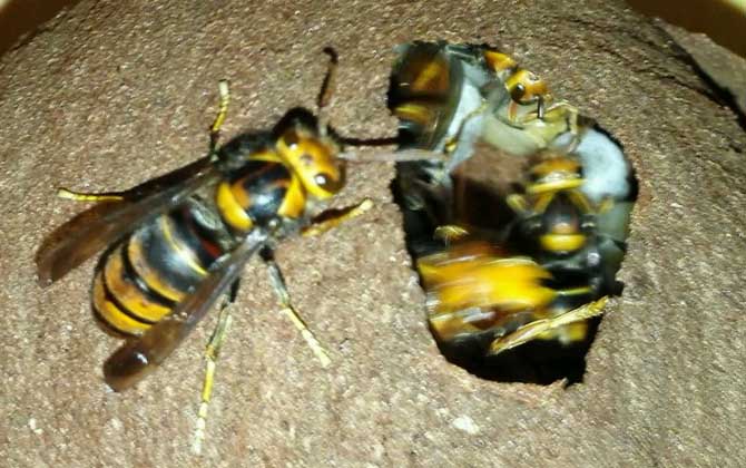 胡蜂養(yǎng)殖