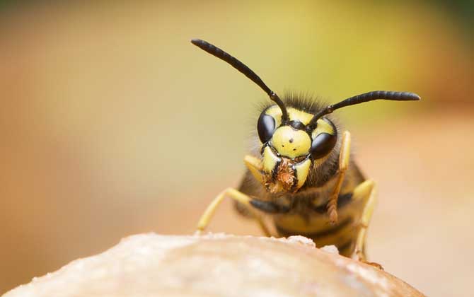 被馬蜂蟄了怎么消腫止癢? 馬蜂