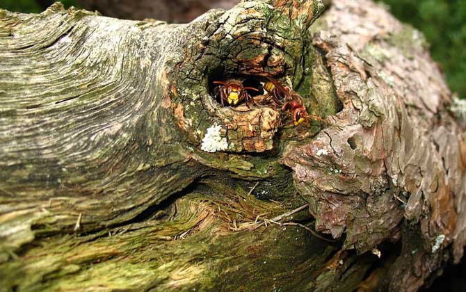 馬蜂什么情況下會蟄人? 馬蜂