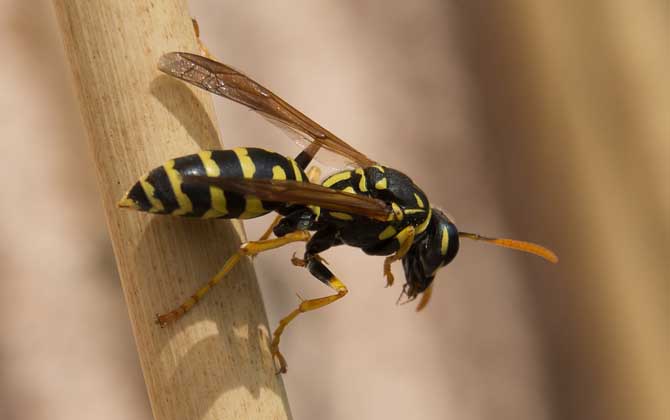 馬蜂和蜜蜂是什么關(guān)系? 馬蜂