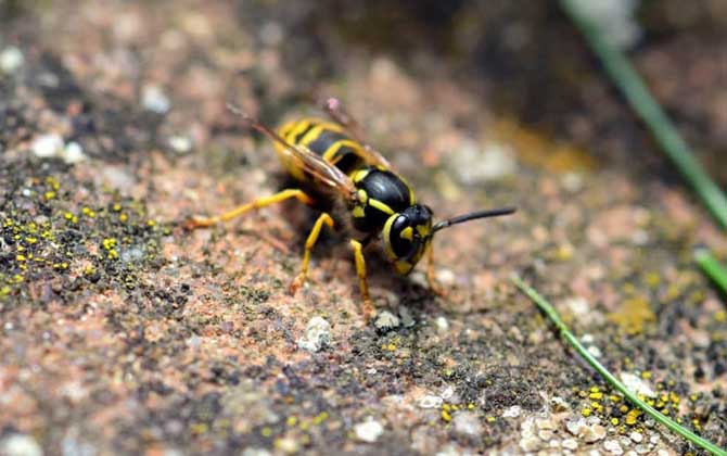 馬蜂和蜜蜂是什么關(guān)系? 馬蜂