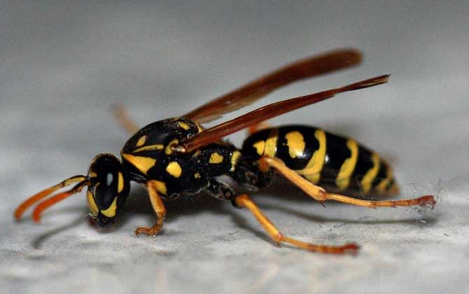 馬蜂和蜜蜂是什么關(guān)系? 馬蜂