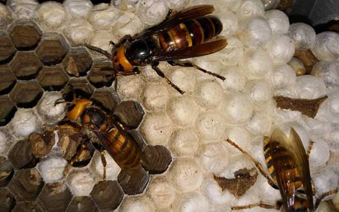 胡蜂養(yǎng)殖場(chǎng)地怎么選擇? 胡蜂養(yǎng)殖