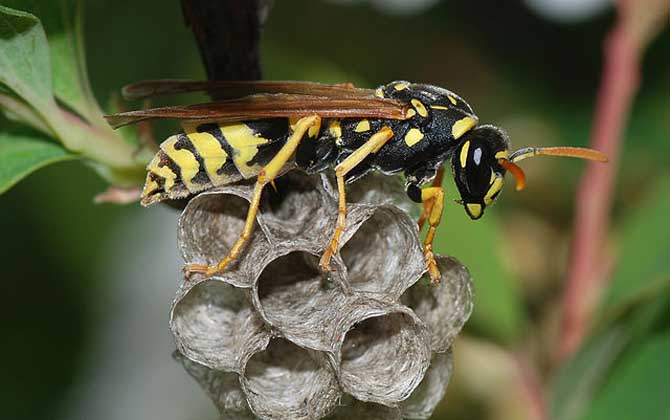 胡蜂什么時候幼蟲最多? 胡蜂