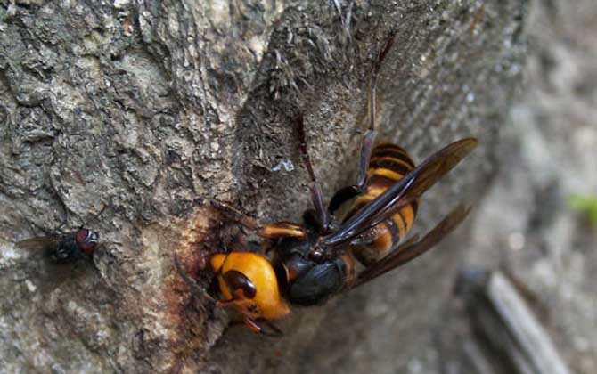 被牛角蜂蟄了幾天消腫? 牛角蜂