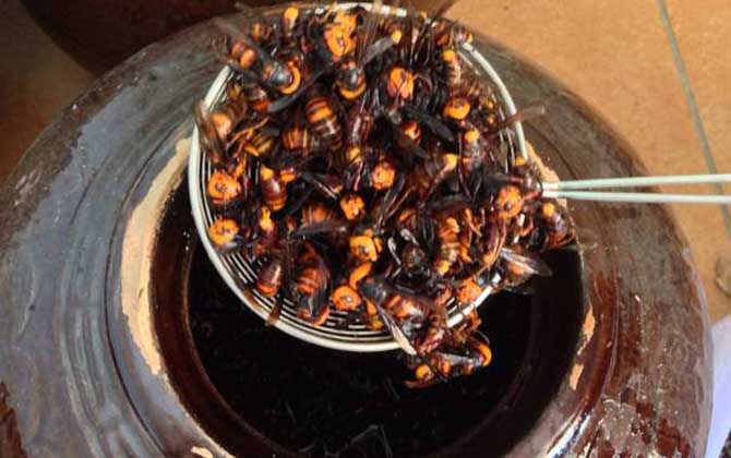 蜂酒的功效與作用及禁忌人群 蜂酒