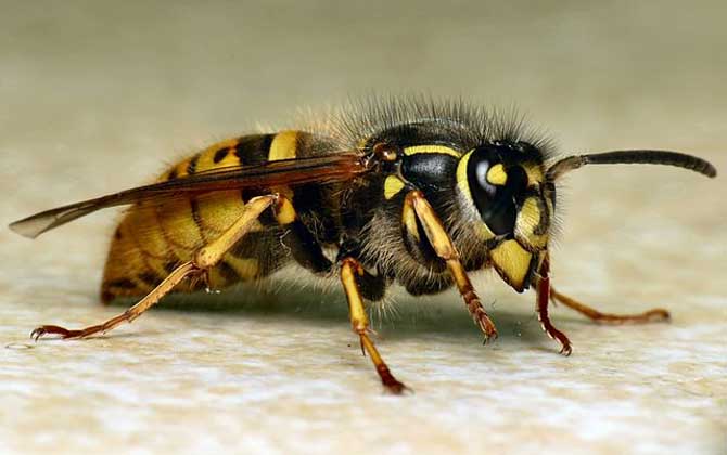 馬蜂