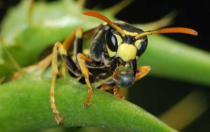 牛角蜂在家筑巢怎么辦? 牛角蜂