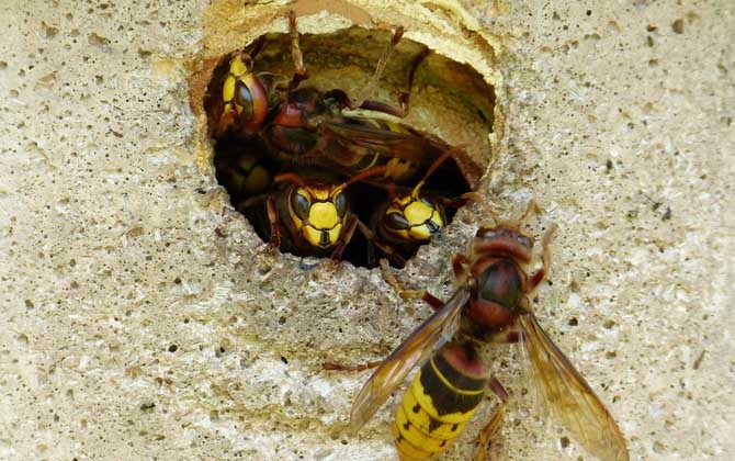 馬蜂蟄了幾個小時算安全? 馬蜂