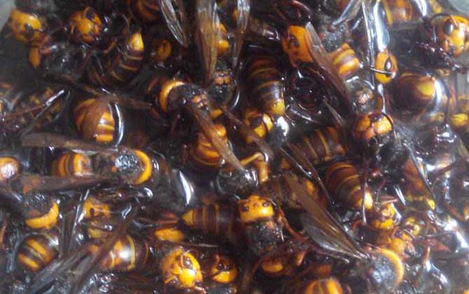 人頭蜂泡酒的壯陽(yáng)功效是真的嗎? 人頭蜂泡酒