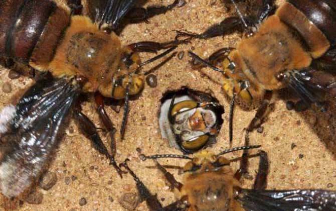 十大最厲害的蜂排行榜 道森蜜蜂