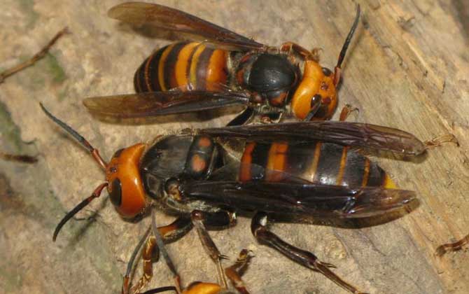 中國大虎頭蜂養殖技術視頻 中國大虎頭蜂