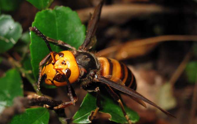 中國大虎頭蜂養殖技術視頻 中國大虎頭蜂