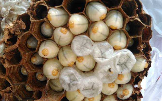 虎頭蜂是益蟲(chóng)還是害蟲(chóng)? 虎頭蜂