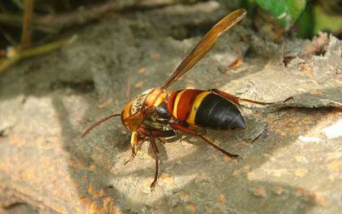 虎頭蜂酒對人有什么危害? 虎頭蜂