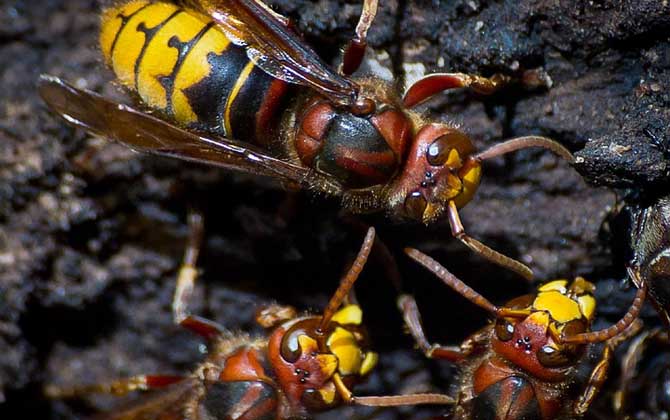 虎頭蜂酒對人有什么危害? 虎頭蜂